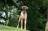 DOGUE ALLEMAND 816